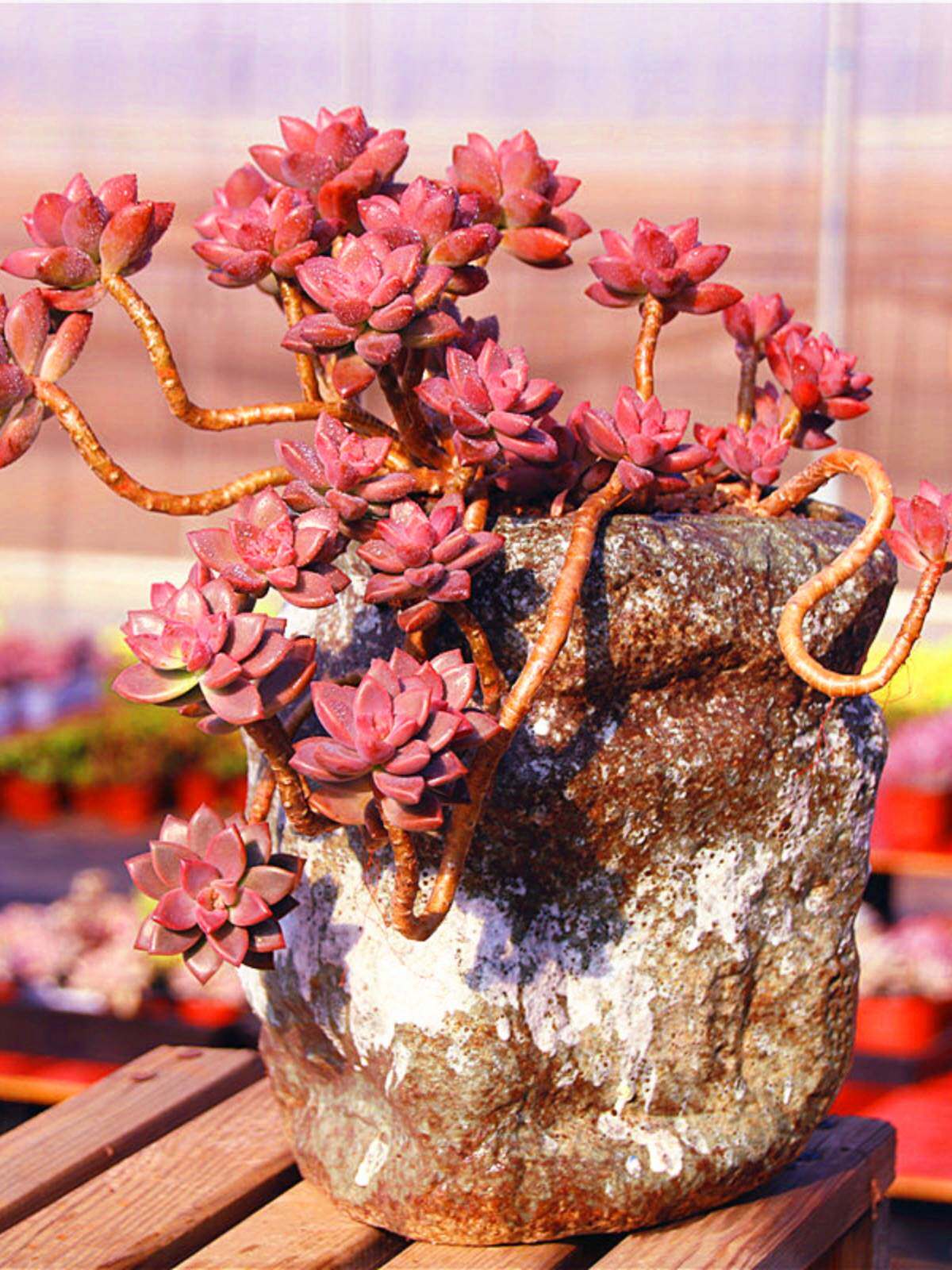 姬胧月白胧月老桩多肉植物室内阳台办公桌庭院客厅