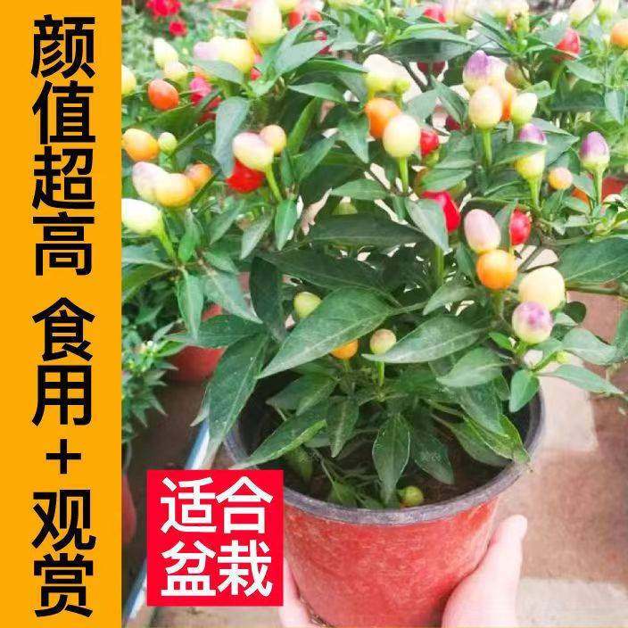 七彩椒辣椒盆栽树苗带果可食用新鲜多色五彩椒朝天椒阳台花卉绿植