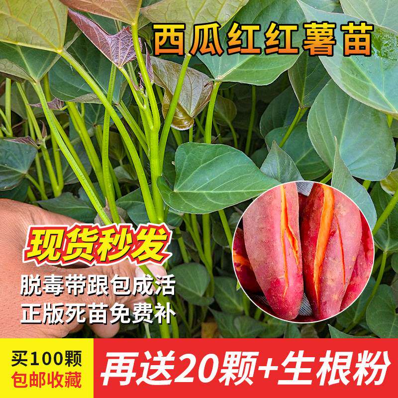 西瓜红蜜薯苗秧烟薯25号红薯苗山芋红著地瓜秧子紫薯秧苗番薯苗种