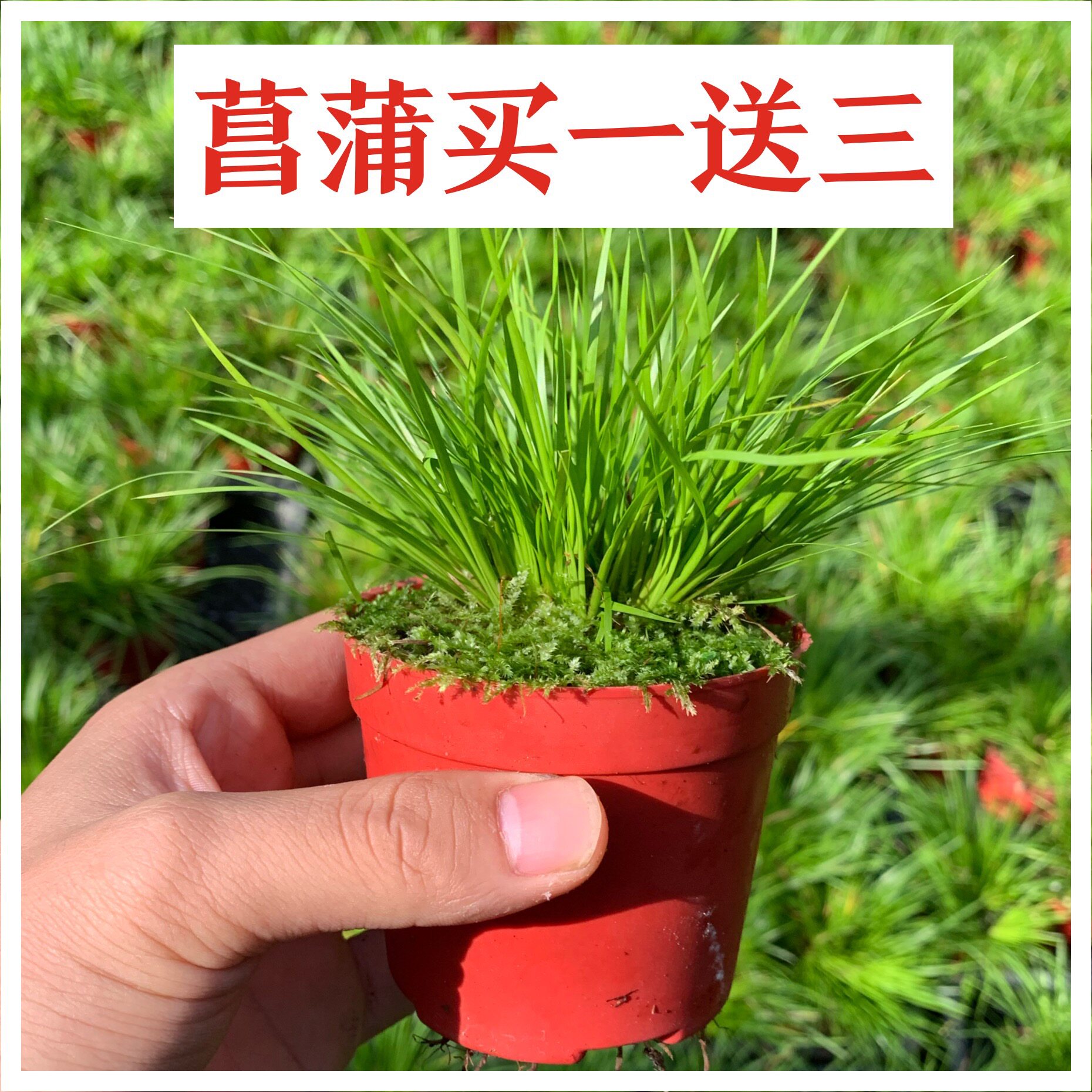 全语菖蒲黄金姬须贵船苔有栖川盆景绿植迷你树桩微型盆
