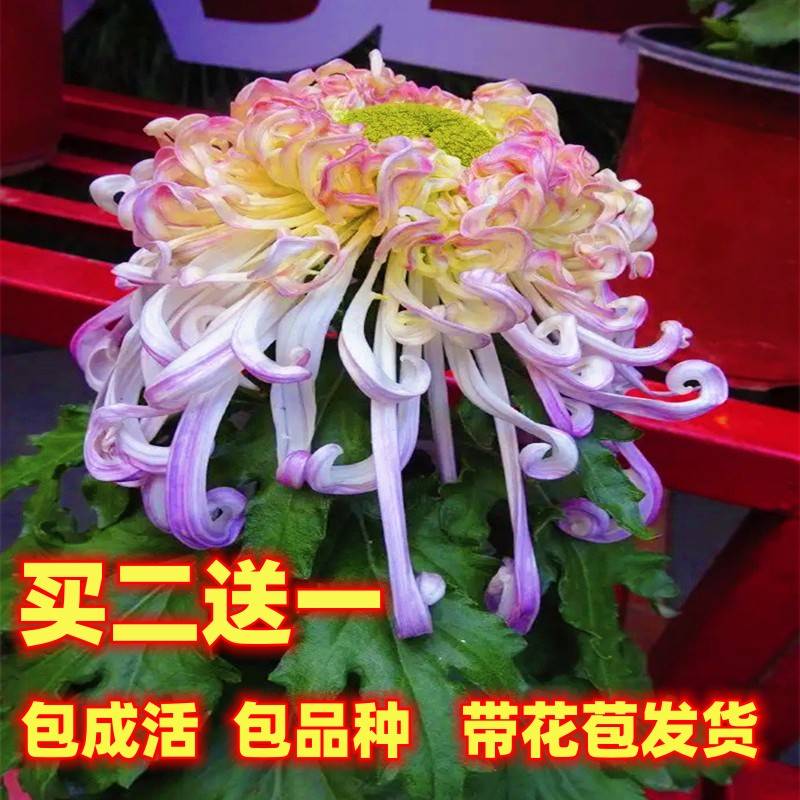 耐寒菊花盆栽鲜花大花带花苞发货四季开花千头菊金丝皇菊波斯菊苗-封面