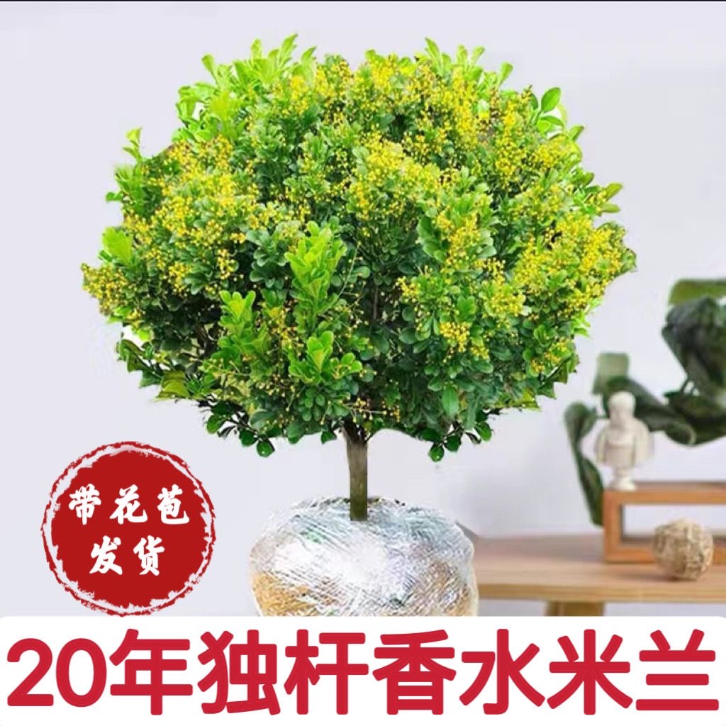 带花苞独杆米兰花盆栽花卉植物阳台四季开花浓香好养老桩驱蚊绿植 鲜花速递/花卉仿真/绿植园艺 红掌/凤梨/温室花卉 原图主图