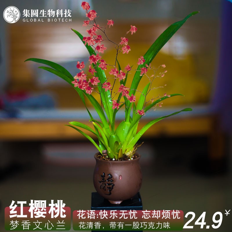 文心兰梦香兰红樱桃浓香带花苞盆栽兰花苗巧克力名贵盆栽花卉绿植