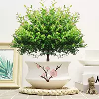 Пять -летняя свай Чинцы+белый порошковой керамический бассейн и посадка в горшок