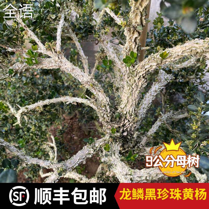龙鳞黑珍珠凤米小叶雀舌皱皮黄杨苗老桩提根盆景庭院造型矮霸植物