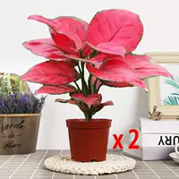 Два горшка, Geely Red [Original Pot], подходящая ручка