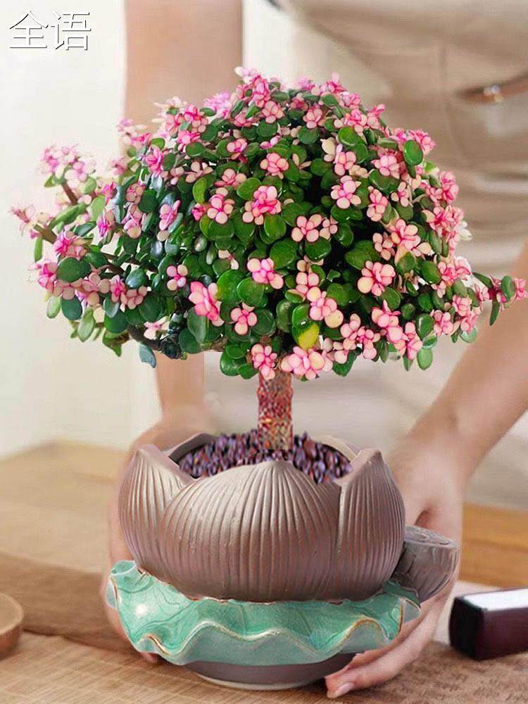 金枝玉叶盆栽室内客厅水培桌面好养花卉老桩开花多肉植物造型盆景