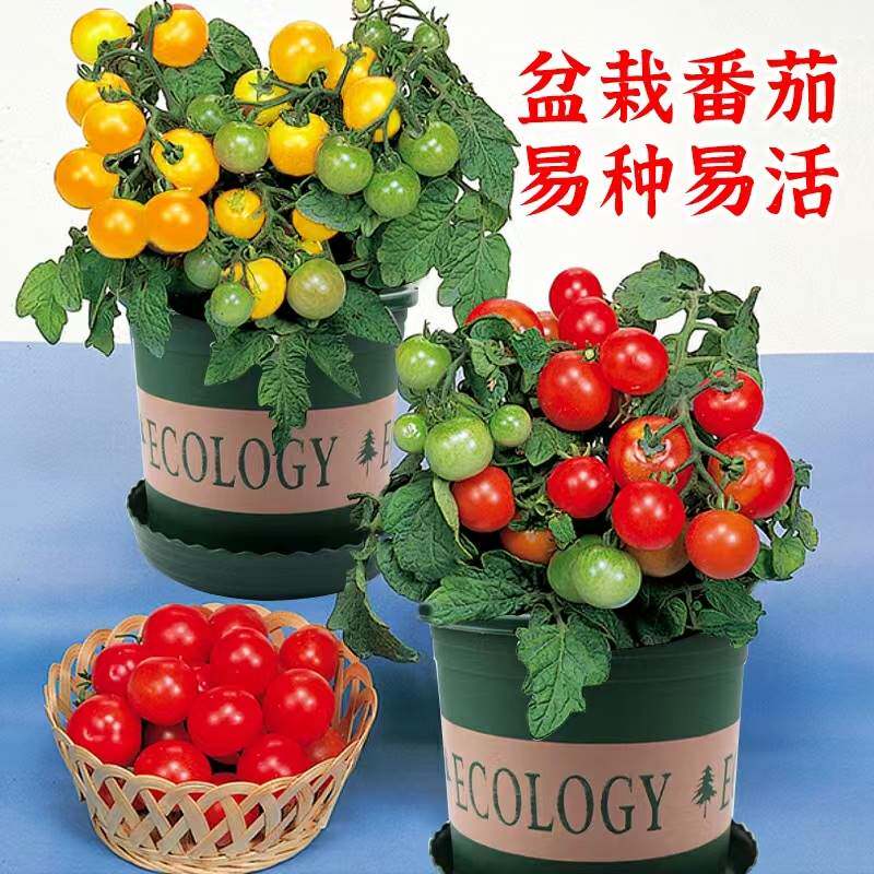 矮生番茄苗红黄黑圣女果苗蔬菜苗幼苗阳台盆栽西红柿秧苗春季