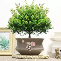 Пять -летняя свай чинан+серая порошковая керамическая кастрюля и посадка в горшок