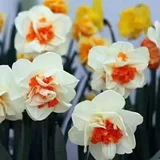 Новый продукт орхидея шариковой горшок с холодным и устойчивым к тепло.