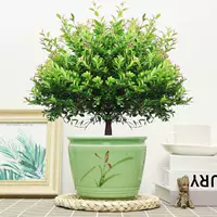 Пять -летняя свай Чинцы+зеленый и красная керамическая бассейн и посадка в горшок