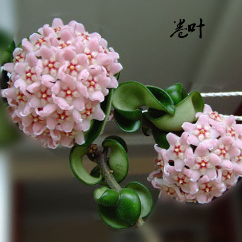 藤本植物花卉 卷叶球兰 球兰花苗 球兰花盆栽 带种植盆一颗包邮.