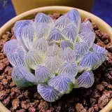 Высоко -громкие редкие сорта сочных растений Hu Dujin Office Desktop Эстетическое излучение