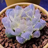 Высоко -громкие редкие сорта сочных растений Hu Dujin Office Desktop Эстетическое излучение