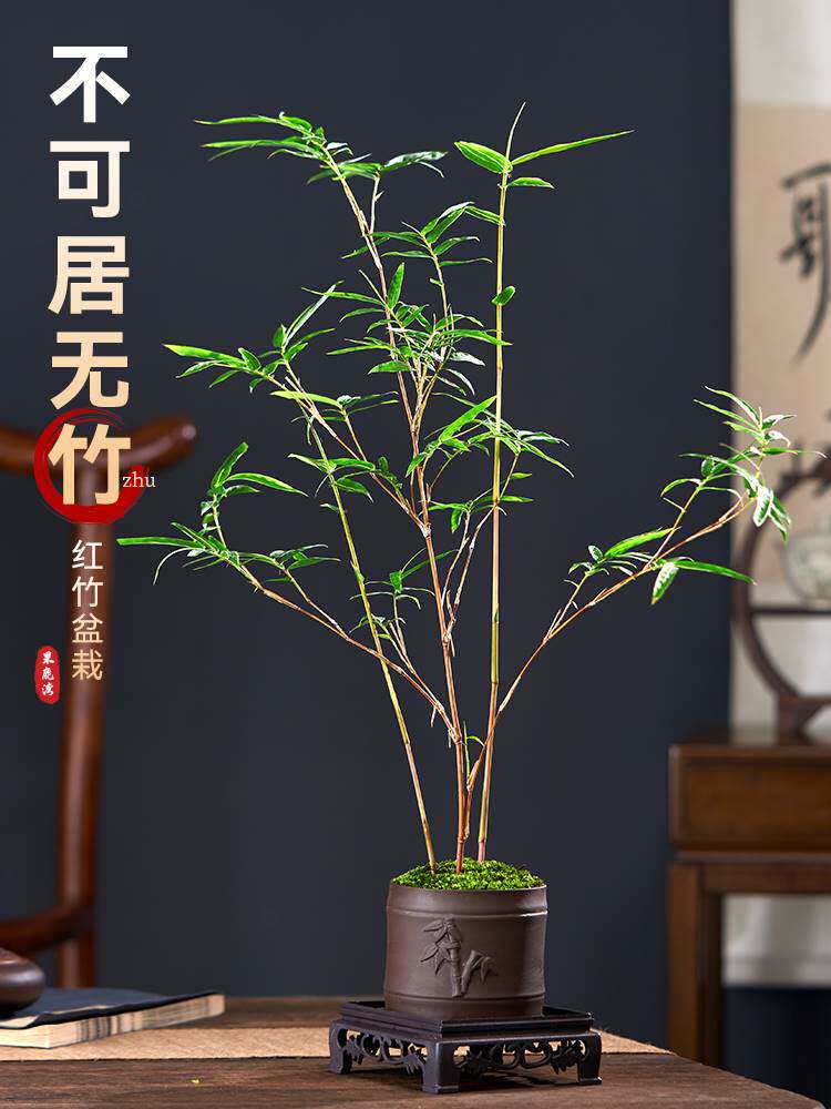 红竹盆景寓意,竹盆景(第5页)_大山谷图库