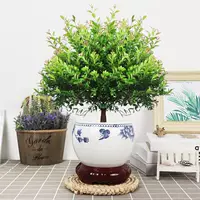 Пять -летняя свай чинан+синий и белый фарфоровый нижний бассейн и посадка в горшок