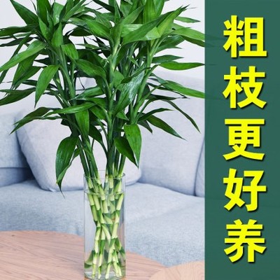 富桂竹水养发财子贵植物客厅招大