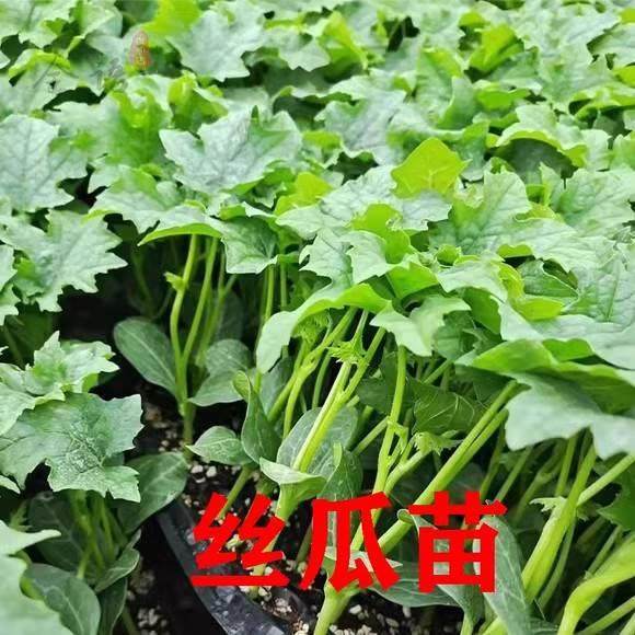 丝瓜苗早熟肉丝瓜苗秧南瓜冬瓜苗清香丝瓜阳台庭院黄瓜苗苦瓜秧苗