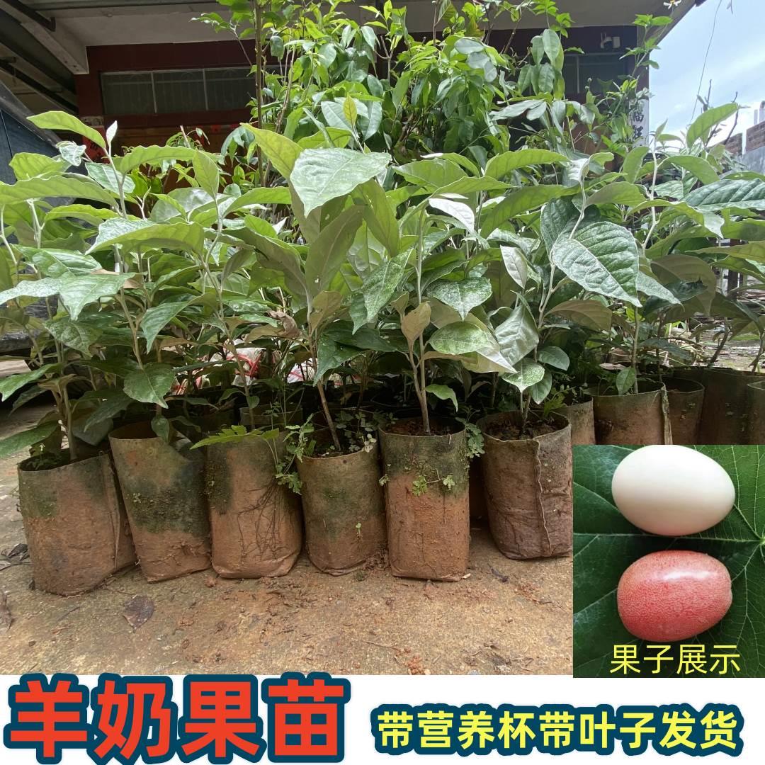 德甜二号羊奶果树苗纯甜羊奶大果胡颓子羊奶果苗盆栽地栽庭院种植