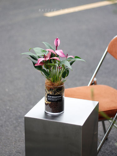 紫掌粉掌室内桌面四季花期长