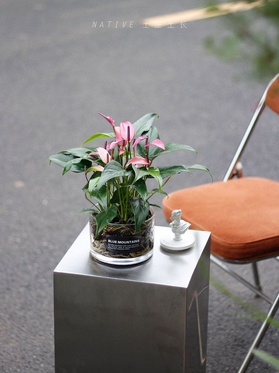 土生土长 水养齐祖紫掌花卉植物桌面水培莉莉粉掌带花净化空气绿