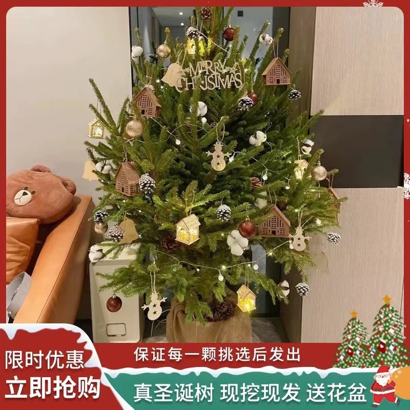 真的圣诞树盆栽真树活的挪威云杉真正的诺贝松真树松树圣诞节绿植