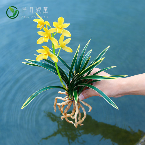 兰花矮种盆栽植物名贵品种