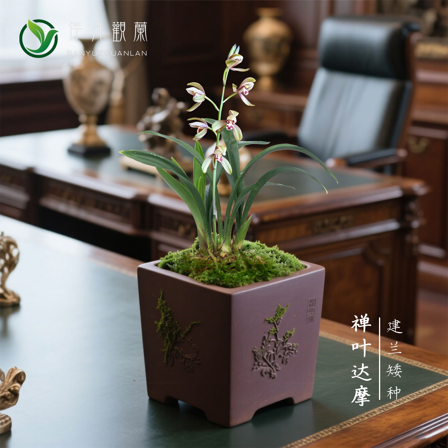 【禅叶达摩】兰花苗建兰办公桌