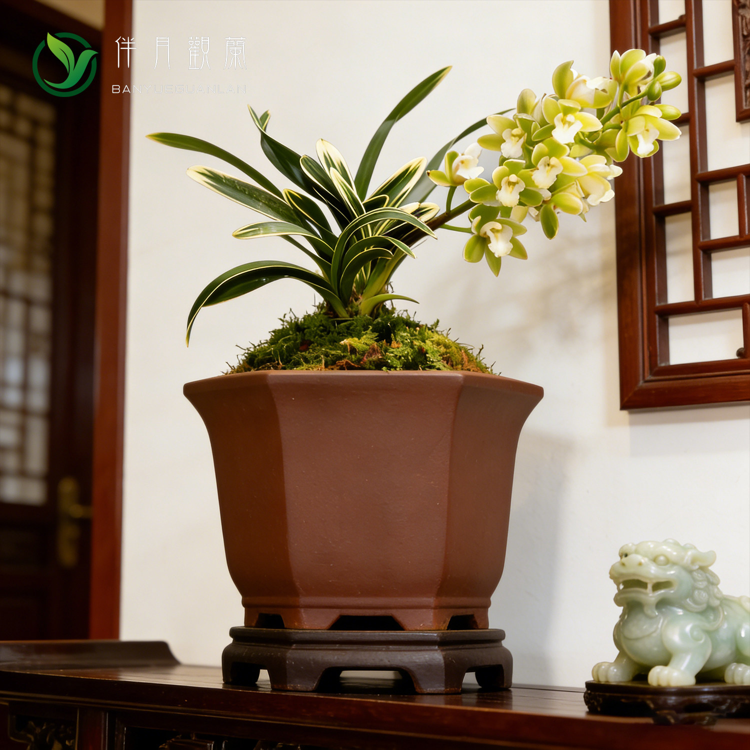 【凤凰冠】兰花盆栽金边兰草矮种植物建兰浓香中透艺客厅兰花苗