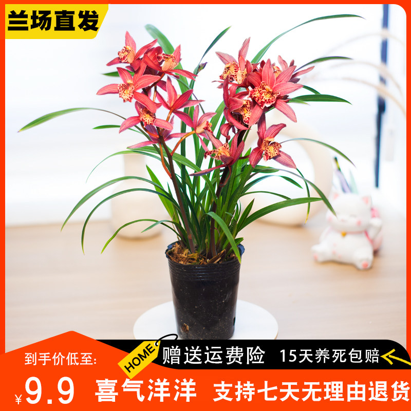【喜气洋洋】兰花苗室内客厅书房绿植不带花苞名贵盆栽花卉新品