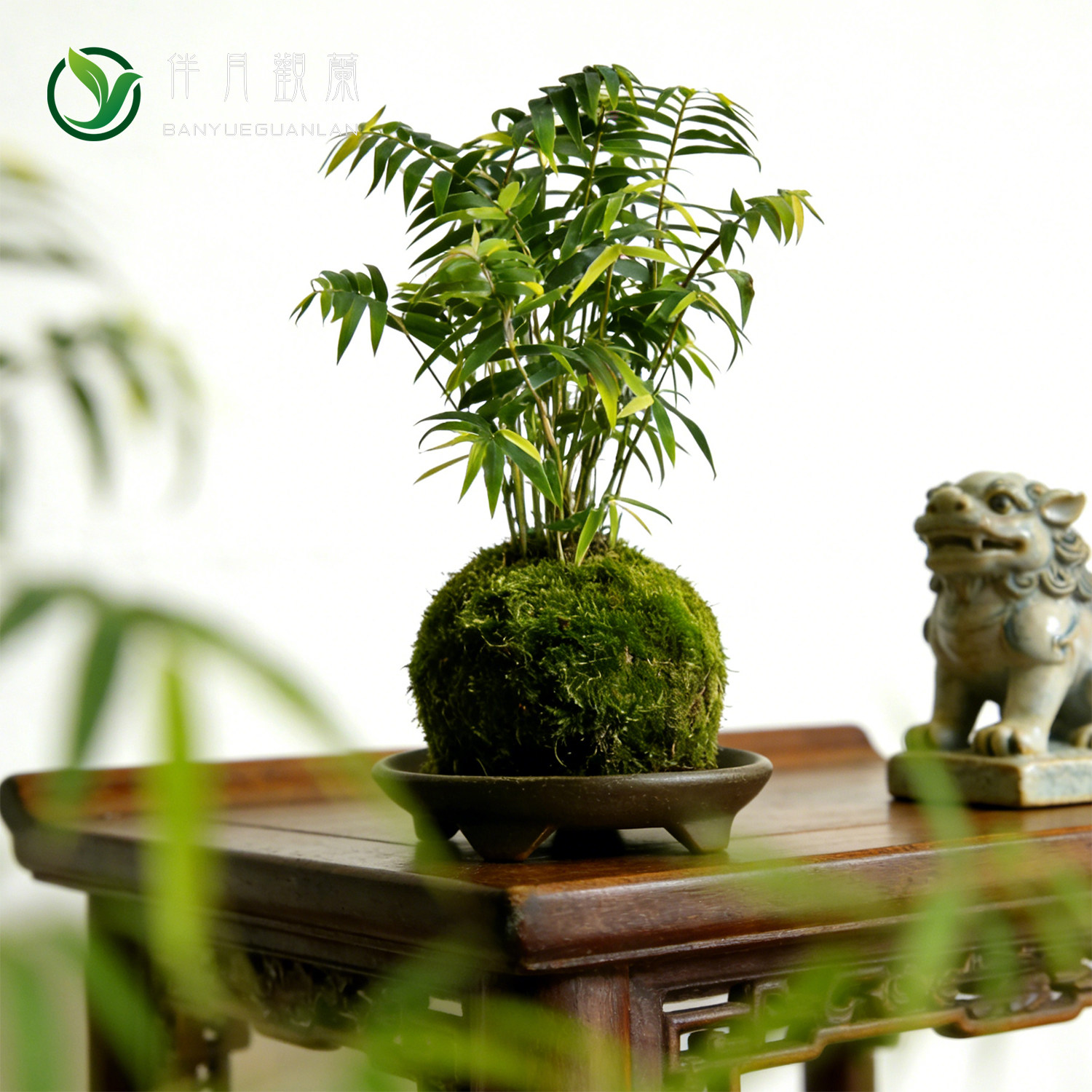 小米竹盆栽凤尾竹绿植竹苗客厅桌面办公室好养竹子植物水培小盆景