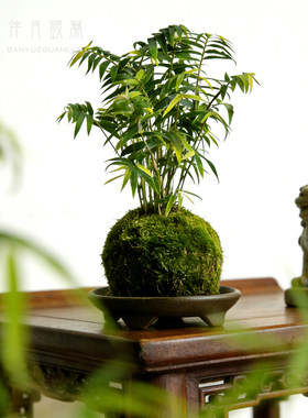 苔藓球小米竹绿植竹苗客厅桌面