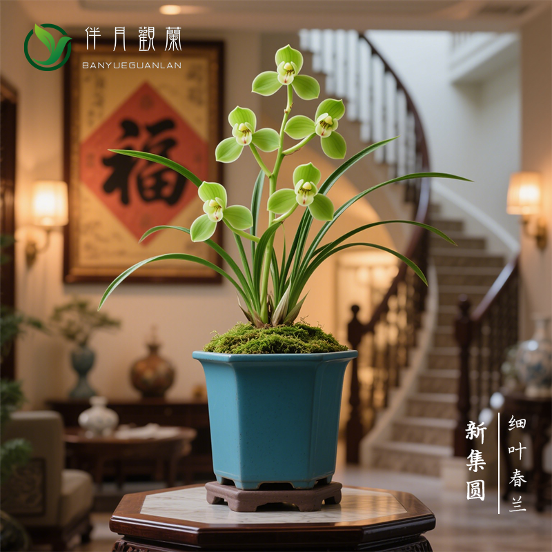【新集圆】兰花苗细叶春兰名贵
