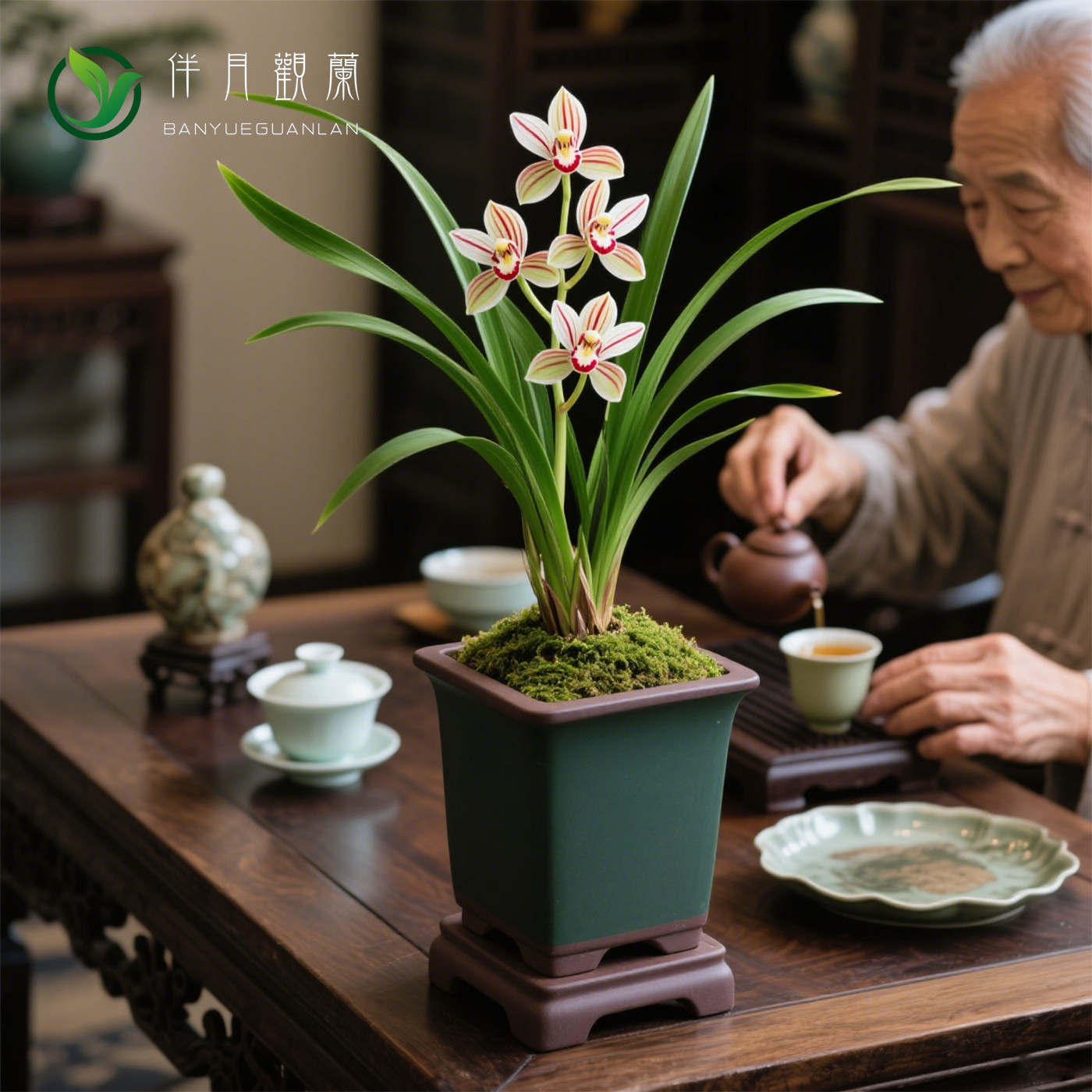 【翠影弦华】兰花苗建兰四季兰名贵茶几盆栽花卉植物浓香兰草国兰