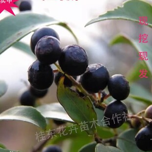 乌饭树苗乌米饭叶乌饭根闽南老树桩树苗现挖现发保湿发货