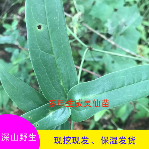 野生威灵仙苗铁线连中草药苗