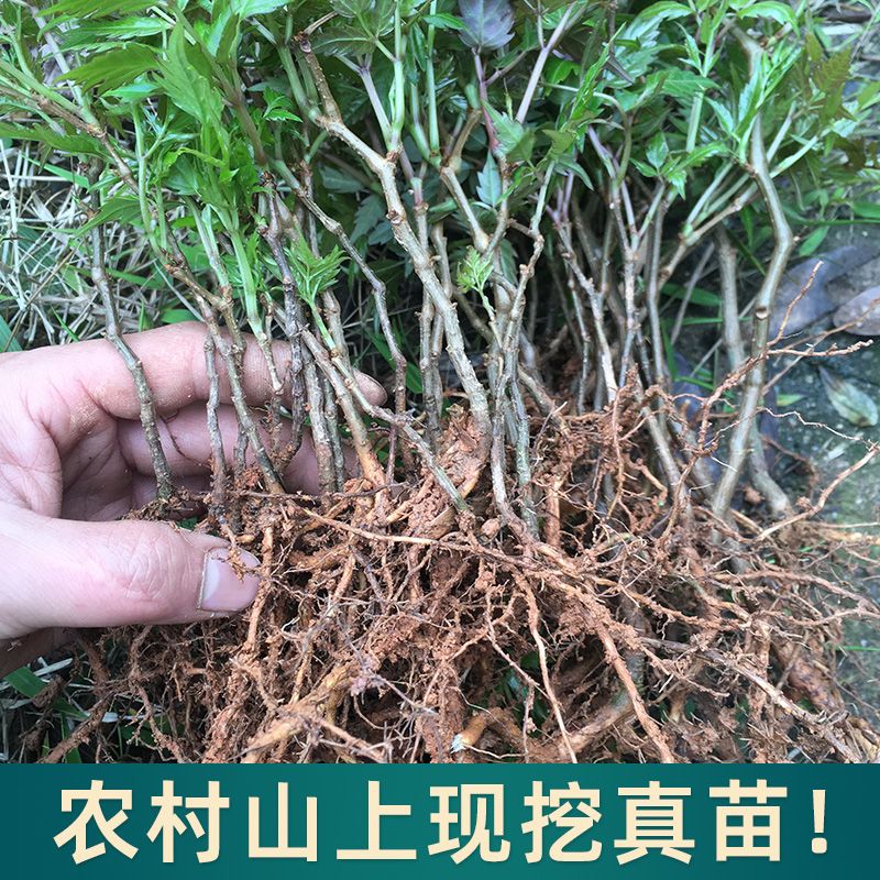 藤茶苗莓茶苗去黄脸婆客家龙须茶叶显齿葡萄白茶藤茶树苗
