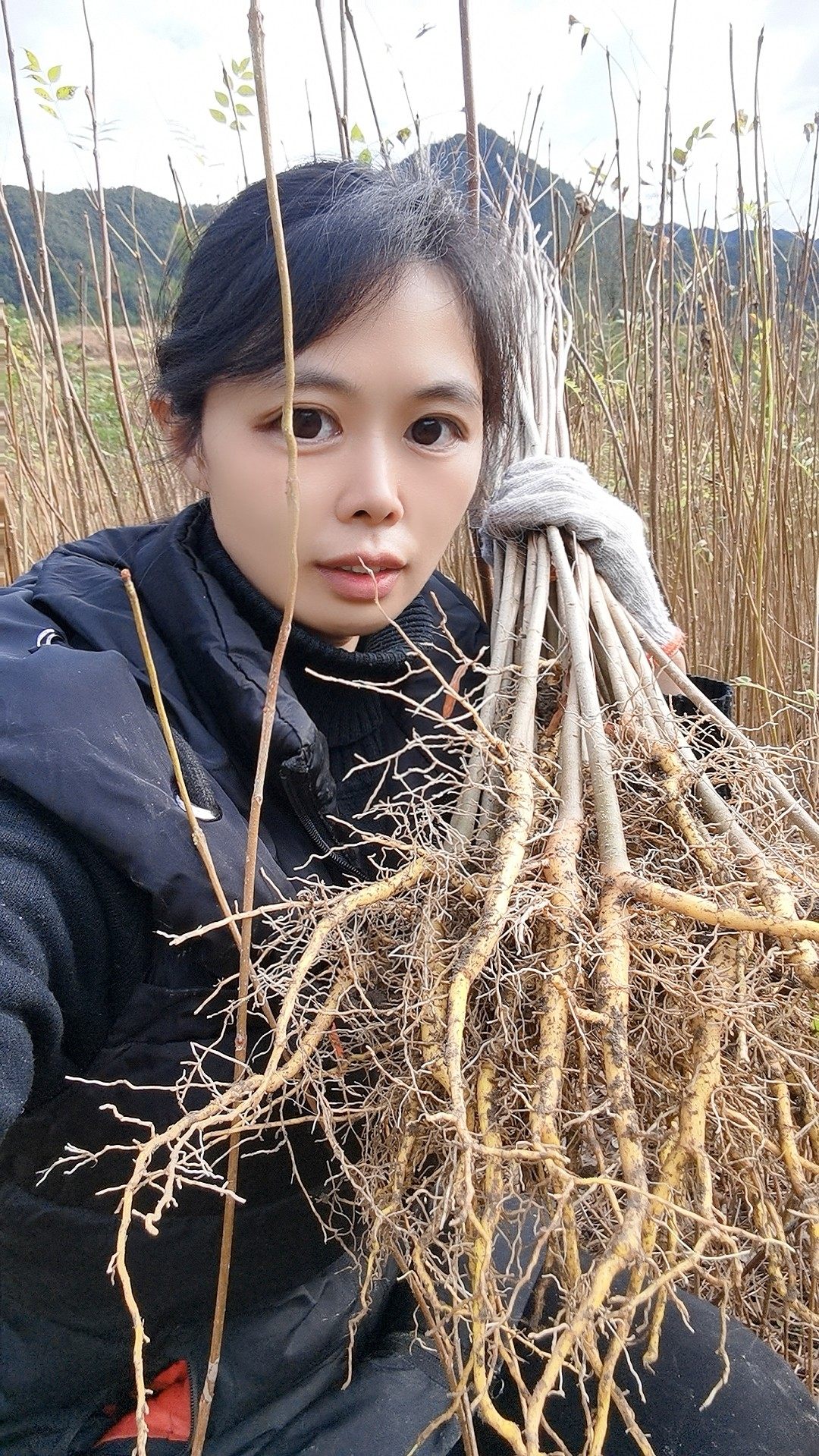 药用黄柏苗元柏树川黄柏皮厚皮黄老品种黄檗苗黄菠萝中药材庭院