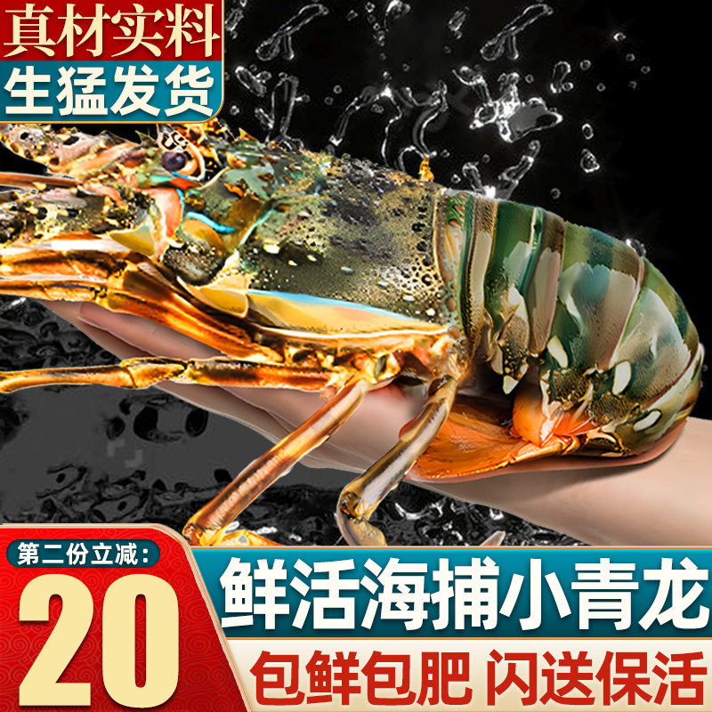 【活发】小青龙鲜活龙虾超大特大青龙澳龙奥龙波士顿龙虾海鲜水产