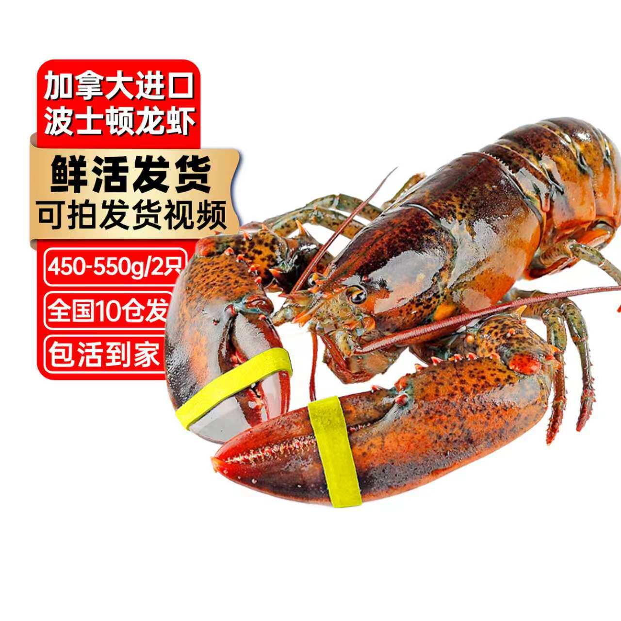 【包活】波士顿龙虾鲜活大龙虾特大波龙奥龙加拿大澳洲海鲜小青龙