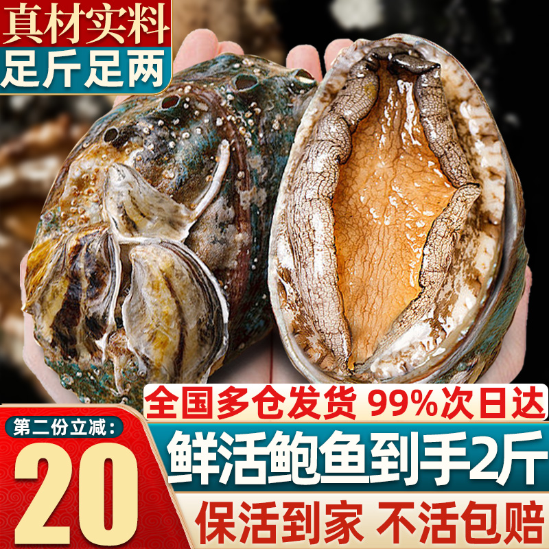 鲜活鲍鱼包活到家包鲜包肥