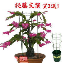 铁环支柱爬藤月季玫瑰蔷薇盆景花架1