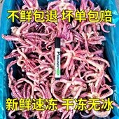 小鱿鱼须新鲜冷冻整个鱿鱼头小八爪须净重无冰衣烧烤炒菜火锅食材