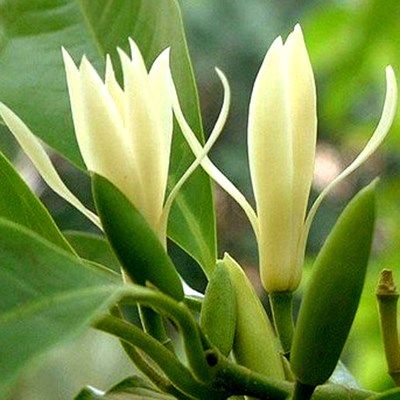 龙沙宝石阳台种植红龙花卉黄角兰北方盆栽苗白兰花苗千年矮庭院