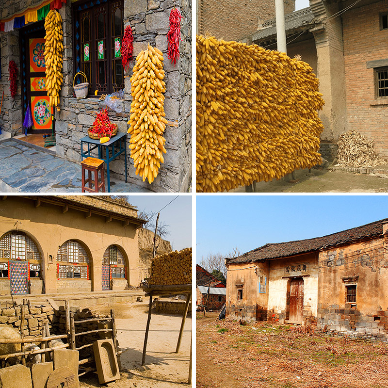 陕西农村直播背景布玉米背景墙