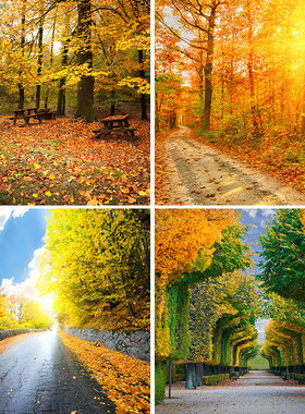 秋天美景金黄色枫叶直播背景布树林背景墙自然风光墙布装饰高级感摄影背景道具素材高清3d立体5d写真布唯美