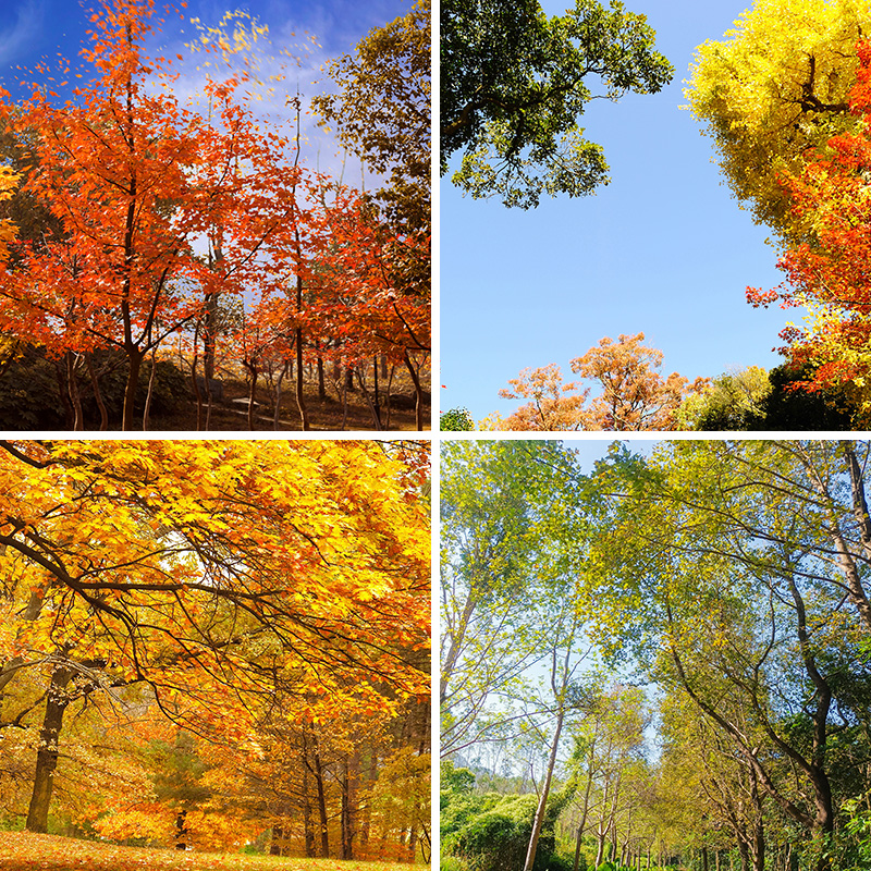 秋天枫叶林直播背景布3d立体背景墙树林风景秋季落叶银杏树拍照道具场景布置仿真装饰主播带货季节儿童摄影