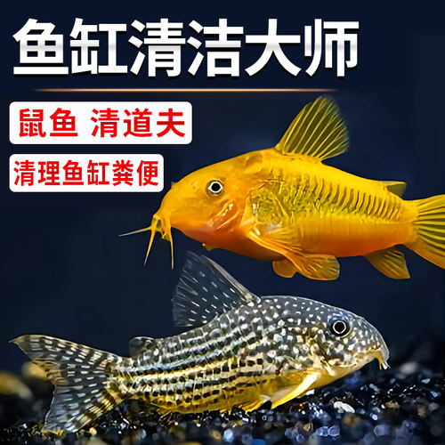 鼠鱼清洁鱼除藻工具鱼好养耐活