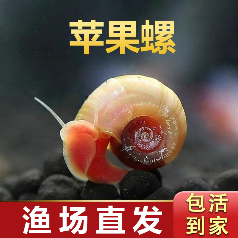 苹果螺观赏淡水清洁螺除藻工具螺