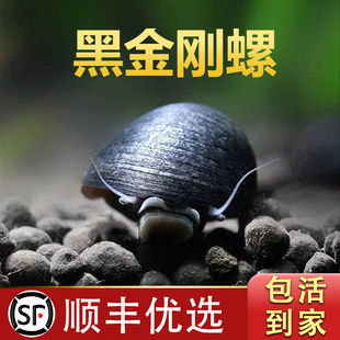 黑金刚螺观赏螺淡水清洁螺苹果螺鱼缸活体除藻大号黄金螺工具螺